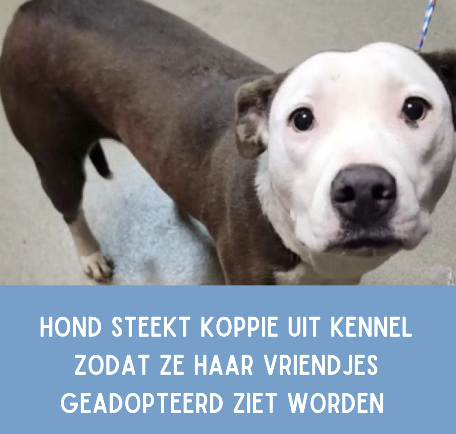 Van Nederland tot de wereld